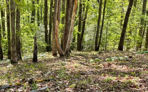 Lot 1C Lakewood Hills