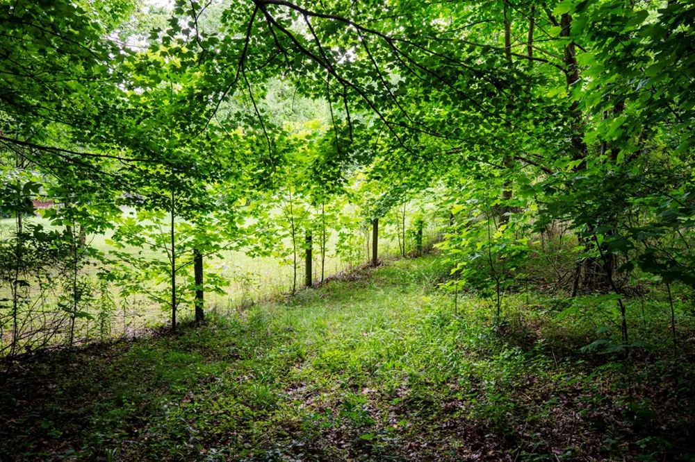 Lot 29 Hidden Forest Lane Hayesville, NC 28904