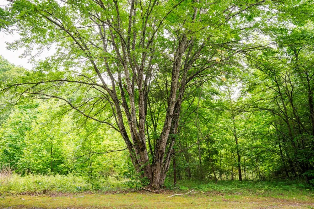 Lot 29 Hidden Forest Lane Hayesville, NC 28904
