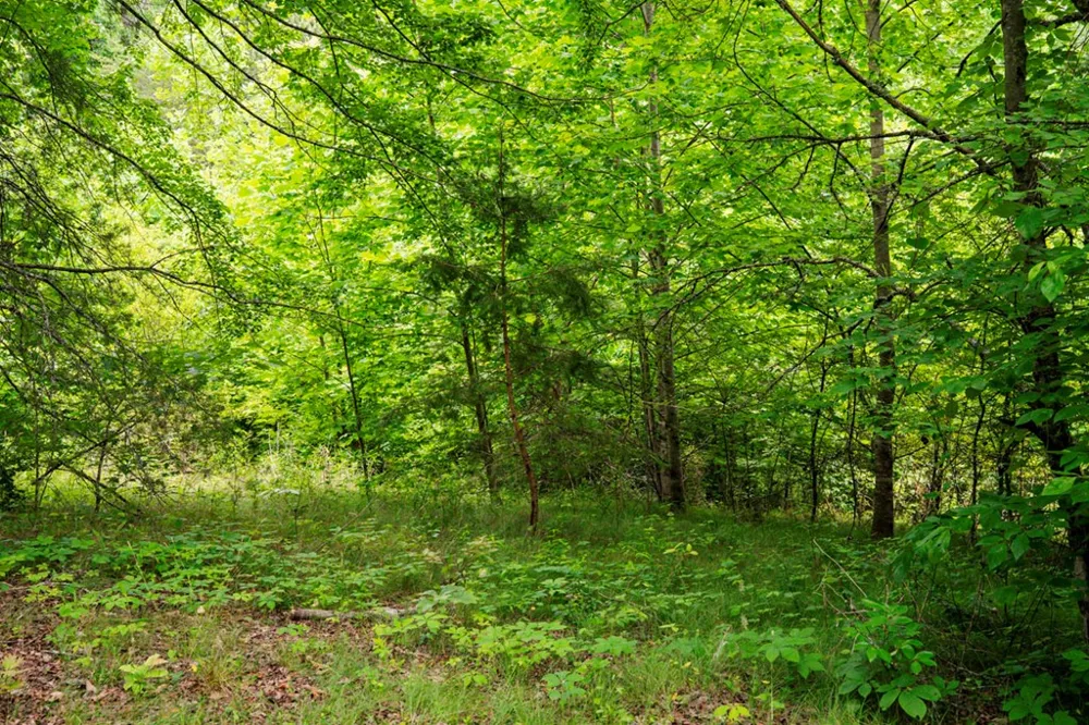 Lot 29 Hidden Forest Lane Hayesville, NC 28904