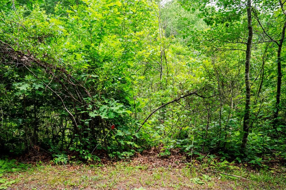 Lot 29 Hidden Forest Lane Hayesville, NC 28904