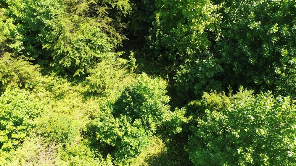 Lot 29 Hidden Forest Lane Hayesville, NC 28904