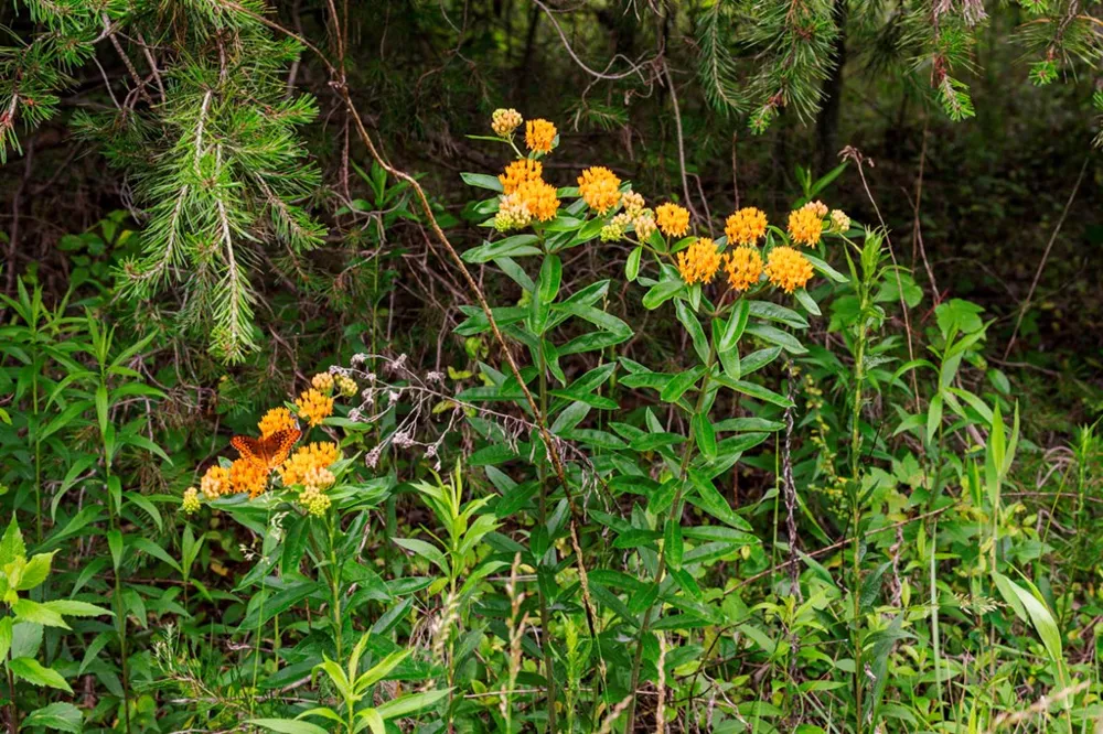 Lot 29 Hidden Forest Lane Hayesville, NC 28904