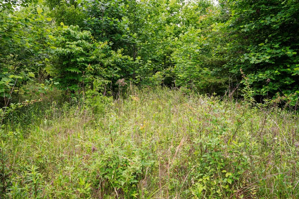 Lot 29 Hidden Forest Lane Hayesville, NC 28904