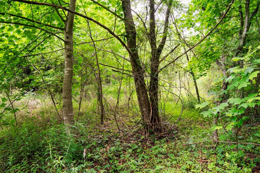 Lot 29 Hidden Forest Lane Hayesville, NC 28904