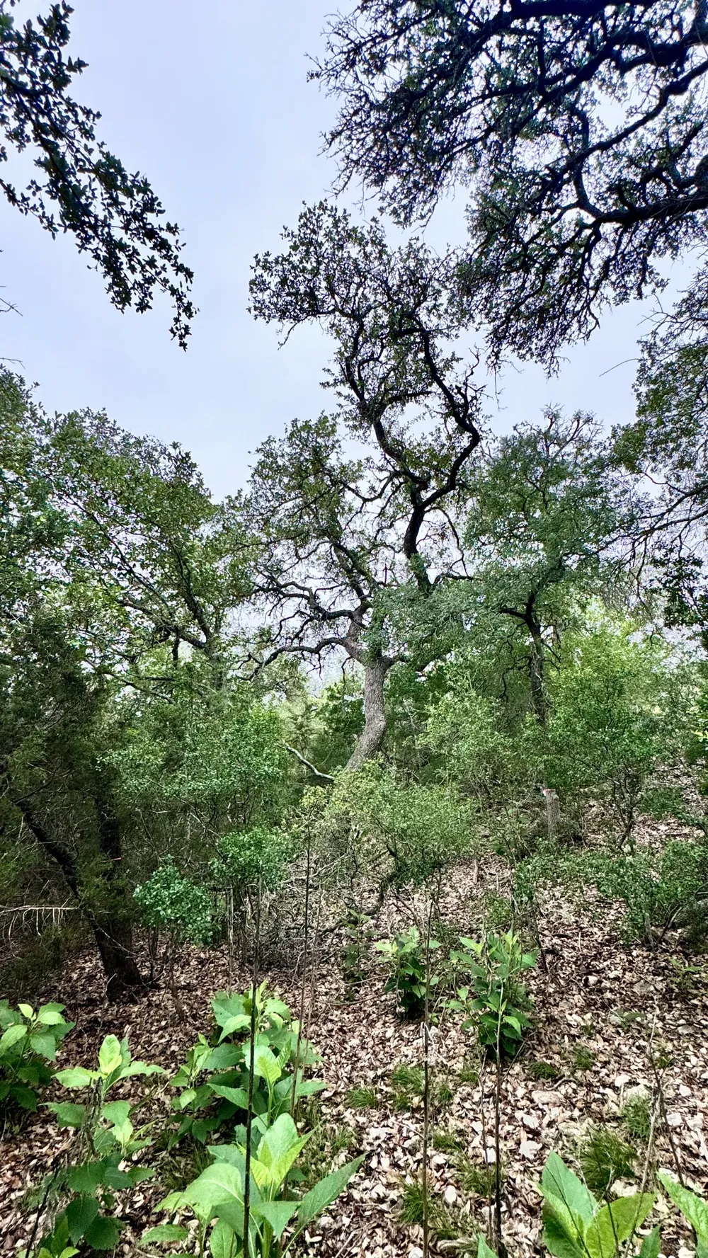 673 Yorks Crossing Driftwood, TX 78619