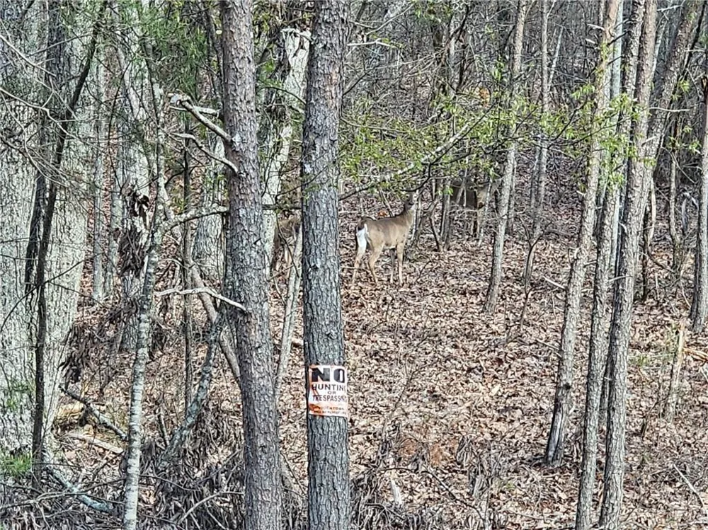 000 Old Federal Road Dawsonville, GA 30534