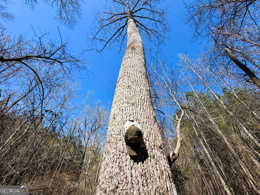 257 +/- Acres on Ridgeway RD Franklin, GA 30217