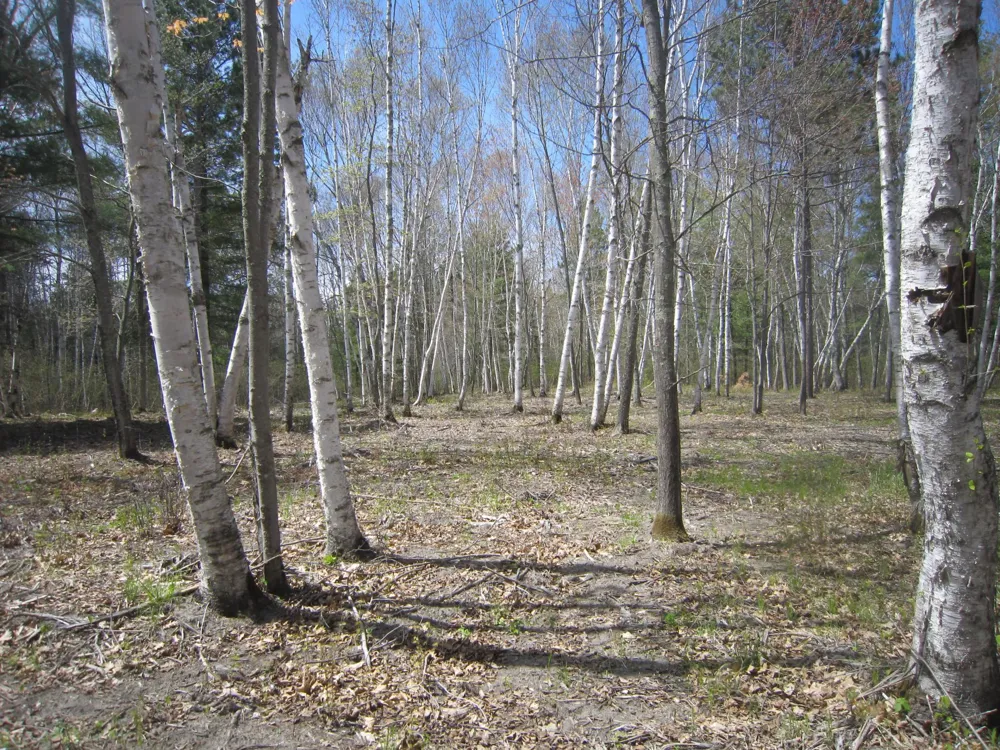Lot 3 Pike Bay Loop NW Cass Lake, MN 56633