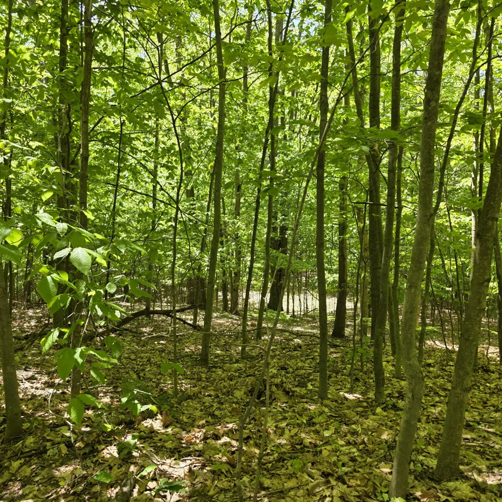 W Weaver Road #Parcel B per Survey Shelby, MI 49455
