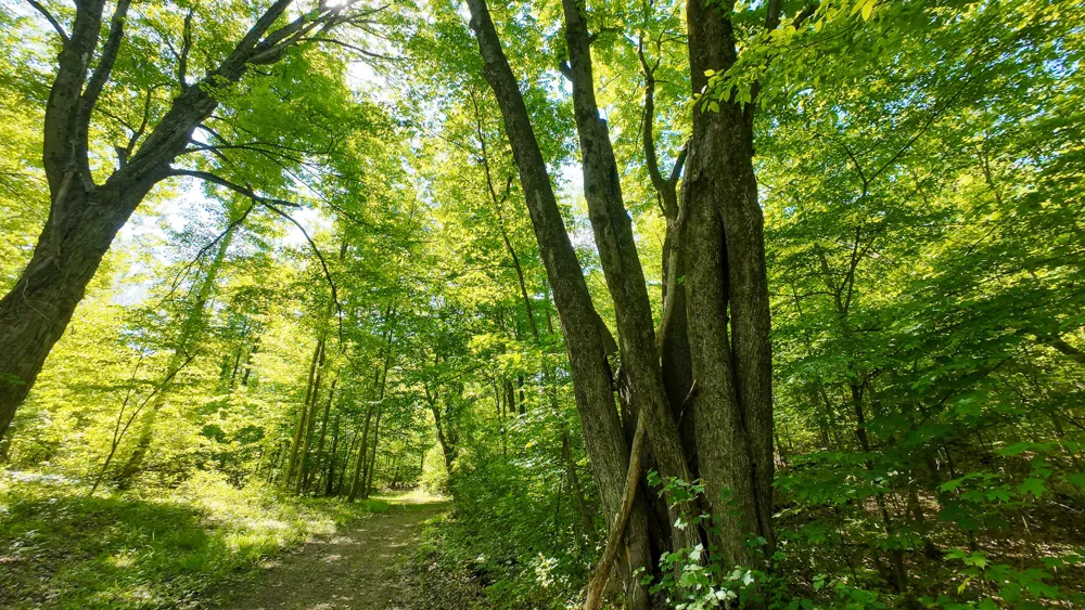 4196 W 4 Mile Road Lincoln Township, MI 49349