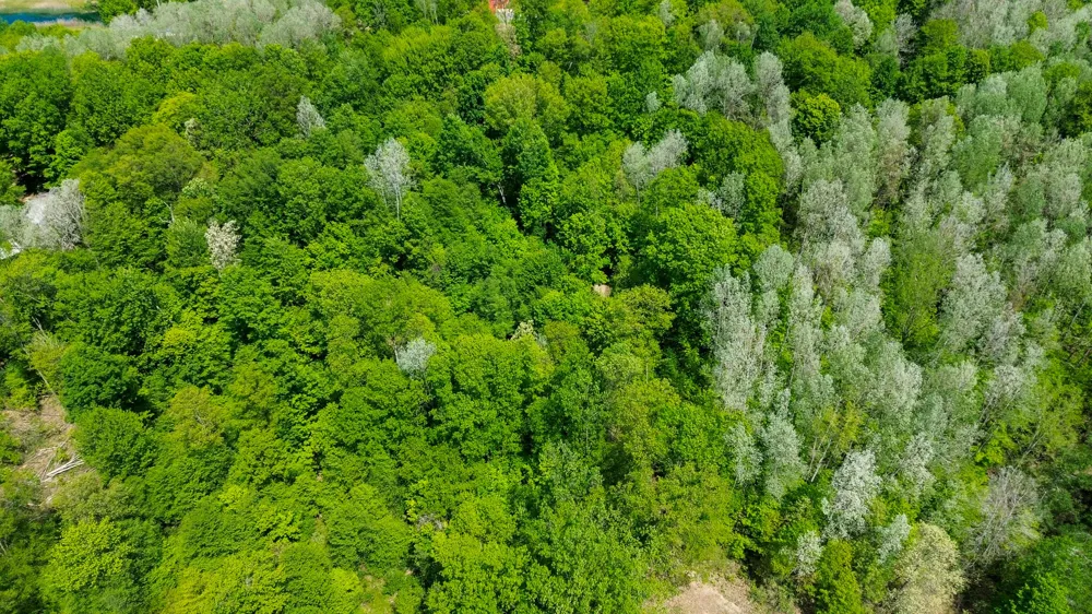 4196 W 4 Mile Road Lincoln Township, MI 49349