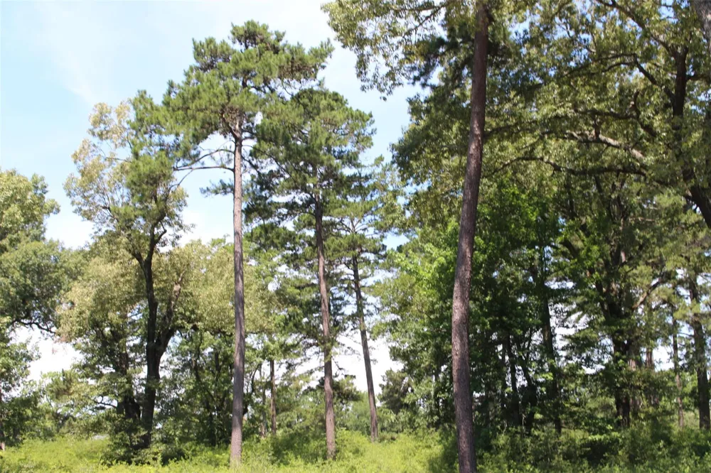 16 Pr 1313 Centerville, TX 75833