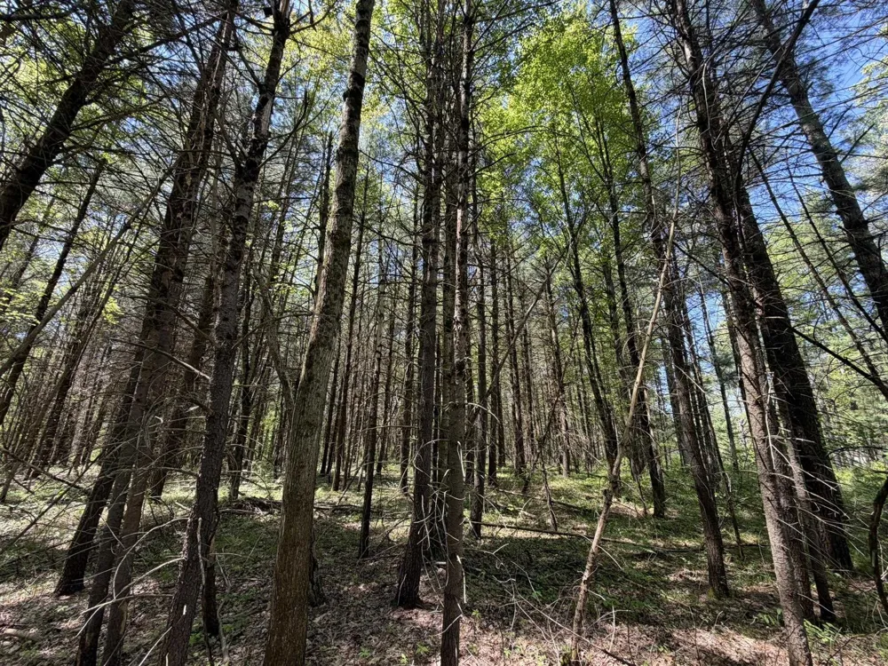 US-10 Pleasant Plains Township, MI 49642