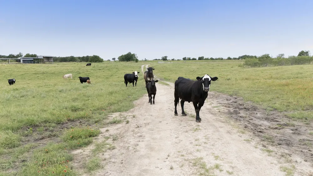 51 County Road 436 Thrall, TX 76578