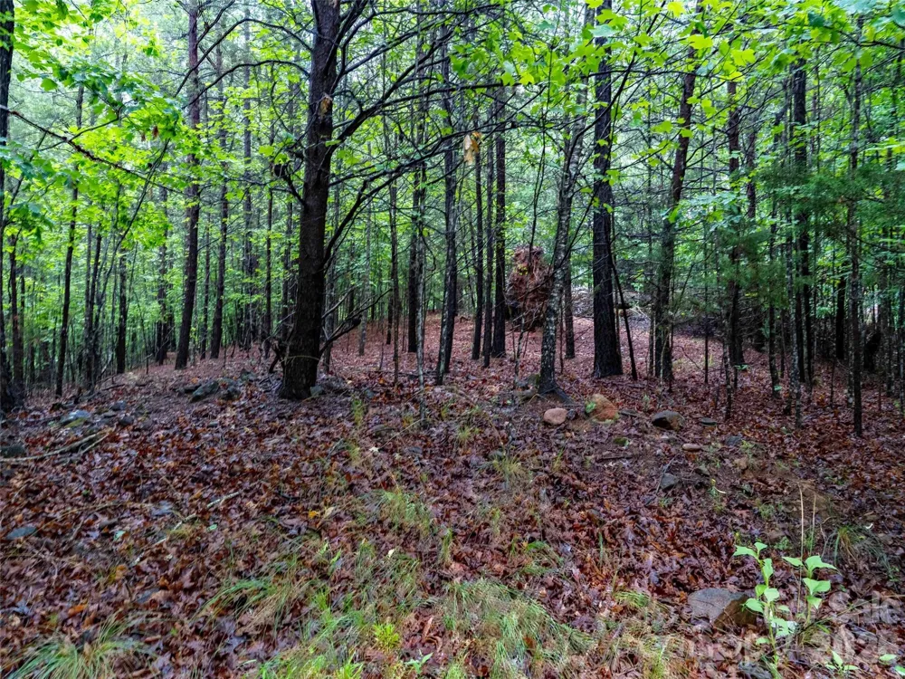 00 Bee Gee Lane Rutherfordton, NC 28139