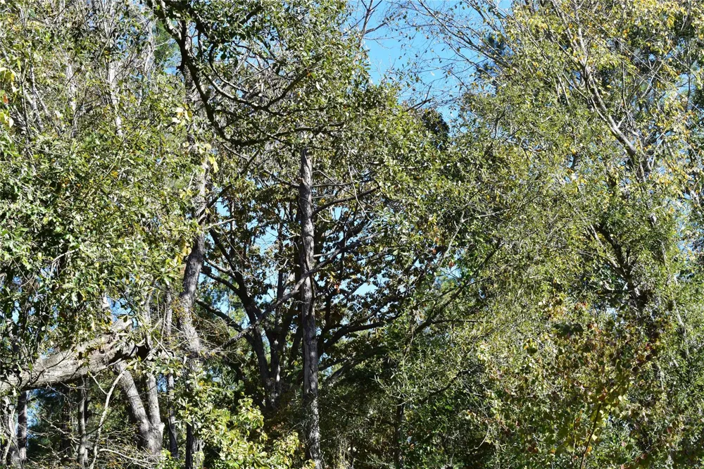 3415 Evergreen Drive Kingwood, TX 77365