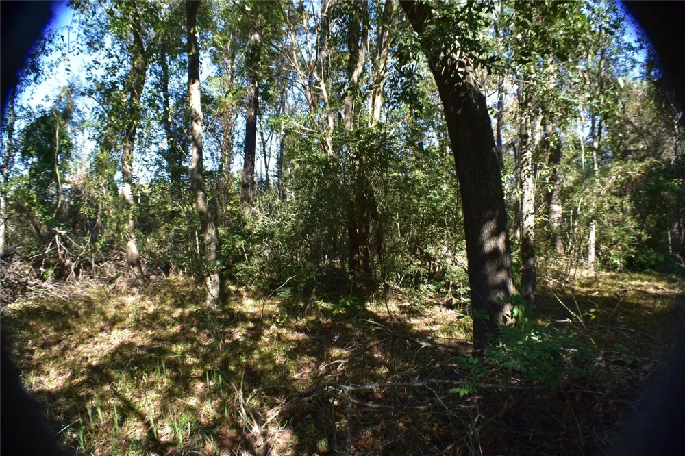 3415 Evergreen Drive Kingwood, TX 77365