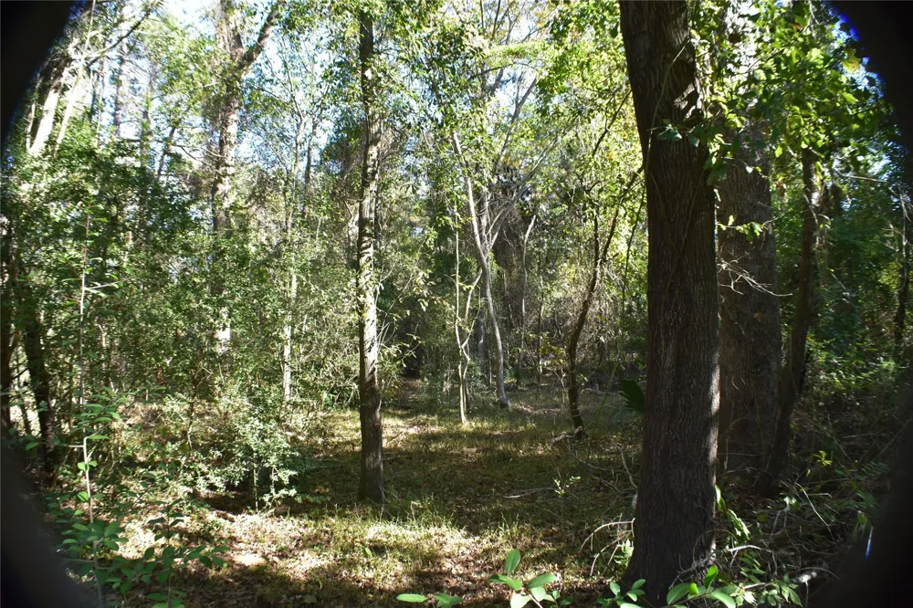 3415 Evergreen Drive Kingwood, TX 77365
