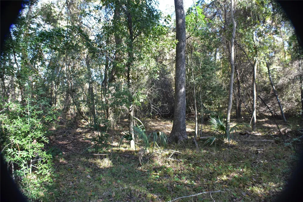 3415 Evergreen Drive Kingwood, TX 77365