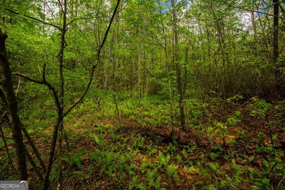 0 Antioch Valley Road Trct 3 Dawsonville, GA 30534