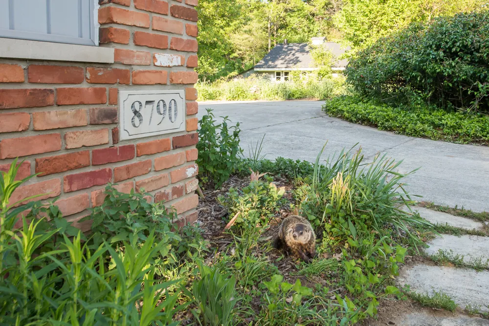 8790 Hendricks Drive Brighton, MI 48116