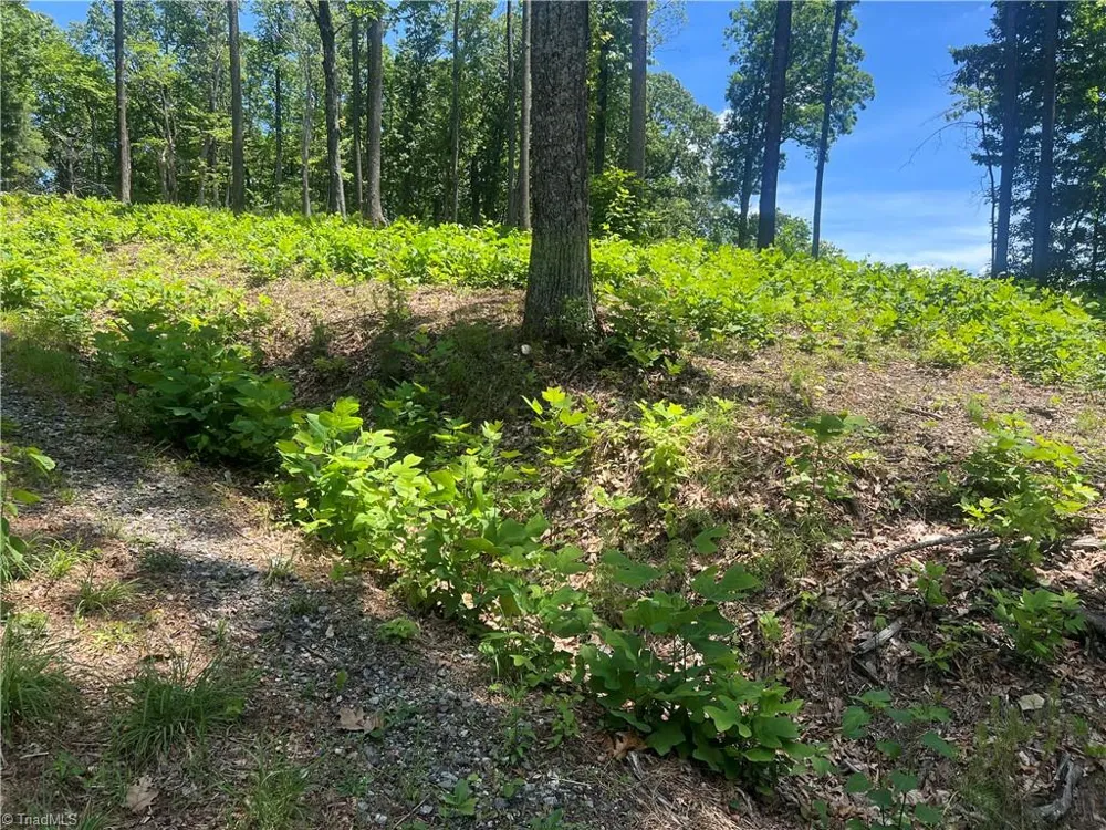 TBD Wilderness Road Hays, NC 28635