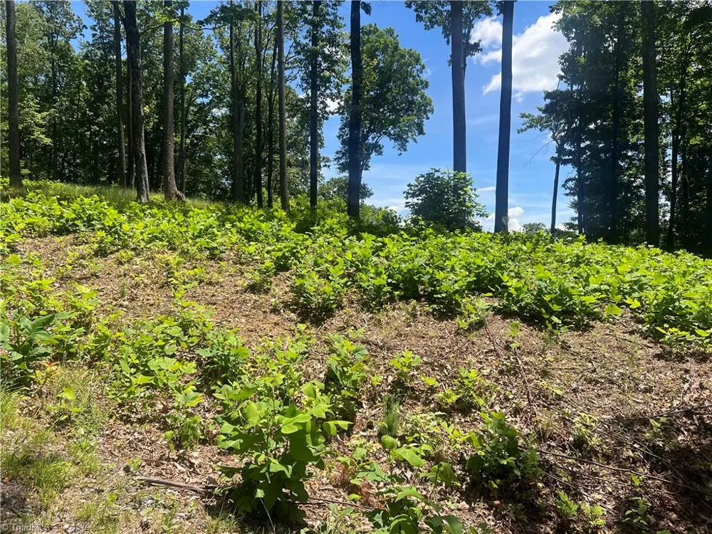 TBD Wilderness Road Hays, NC 28635
