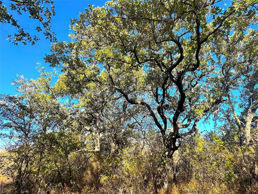 1849 Two Bush Road Perrin, TX 76486
