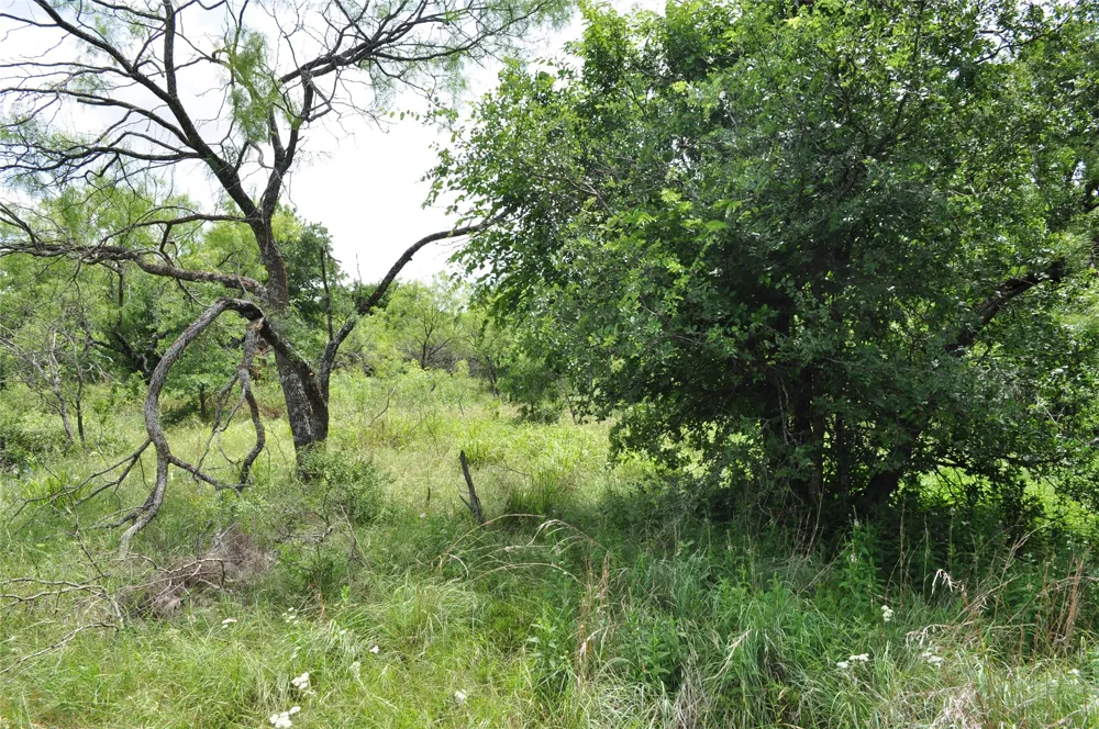1849 Two Bush Road Perrin, TX 76486
