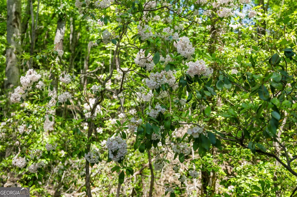 108 Olds Mountain Peak Rabun Gap, GA 30568