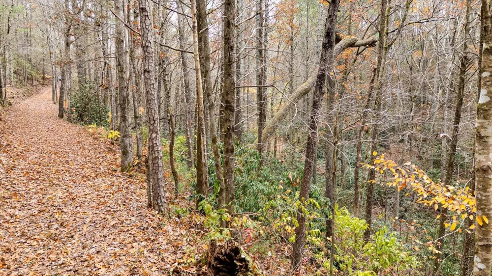 138 Bowater Road Tellico Plains, TN 37385