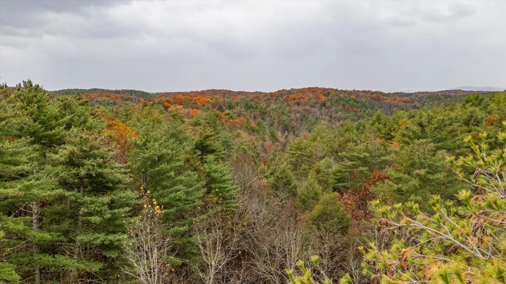 138 Bowater Road Tellico Plains, TN 37385