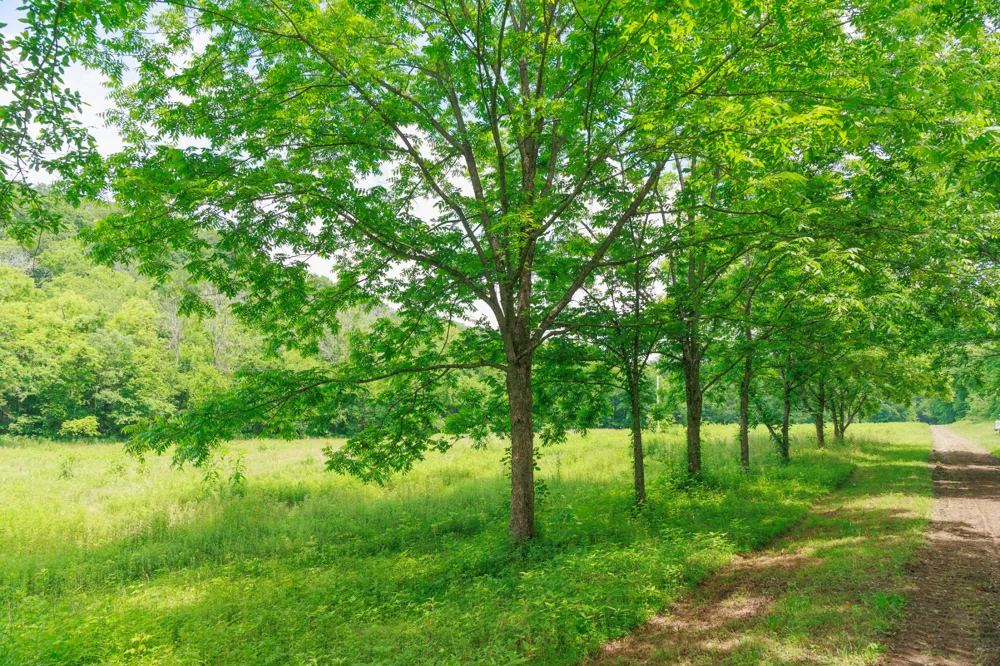 582 Cedar Bend Rd Beechgrove, TN 37018