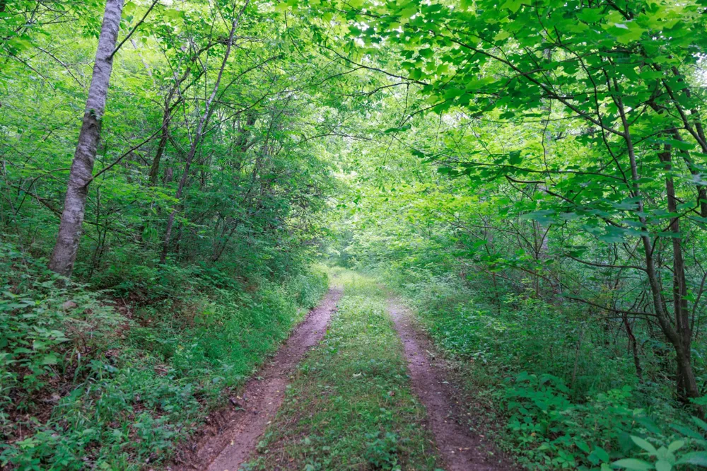 582 Cedar Bend Rd Beechgrove, TN 37018