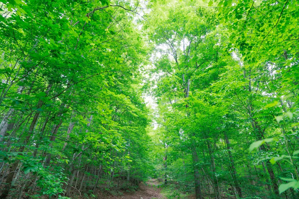 582 Cedar Bend Rd Beechgrove, TN 37018