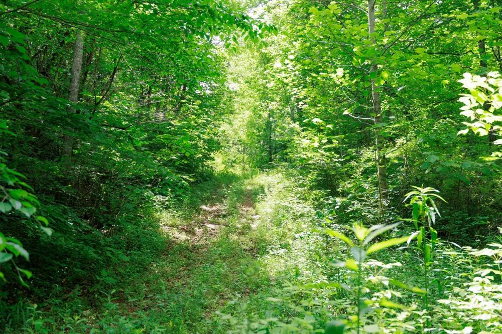 582 Cedar Bend Rd Beechgrove, TN 37018