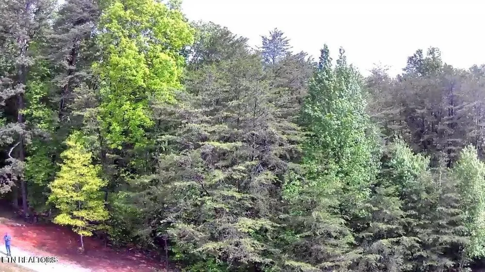 188 Dalton Branch Rd Tellico Plains, TN 37385