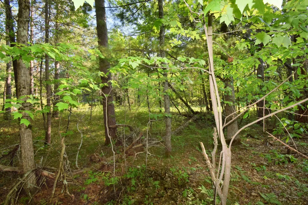 Lot 31 Setting Sun Trail Way Danbury, WI 54830