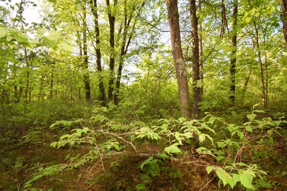 Lot 31 Setting Sun Trail Way Danbury, WI 54830