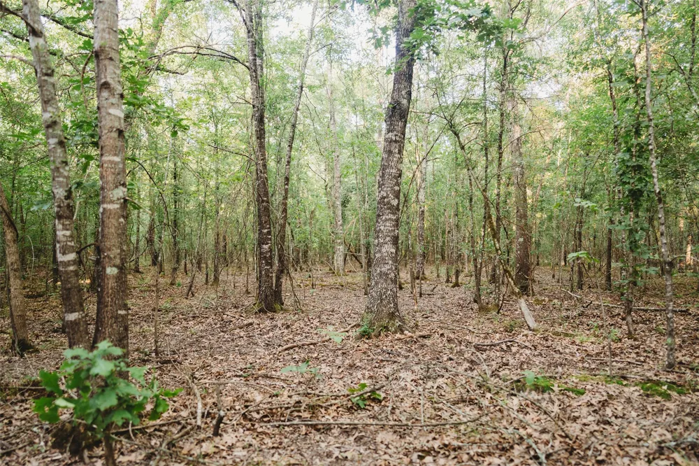 4861 CR 4610 Bogata, TX 75417