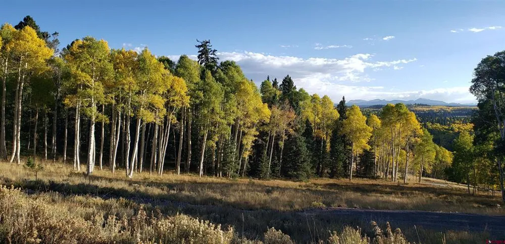1451 Spruce Road Cimarron, CO 81220
