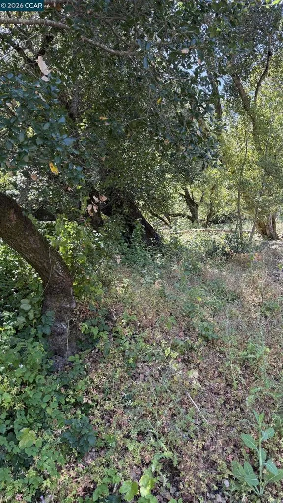 46 Oak Rd Orinda, CA 94563