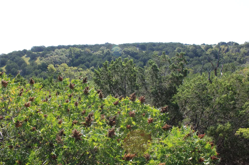 100 Saddle Ridge Drive Bertram, TX 78605