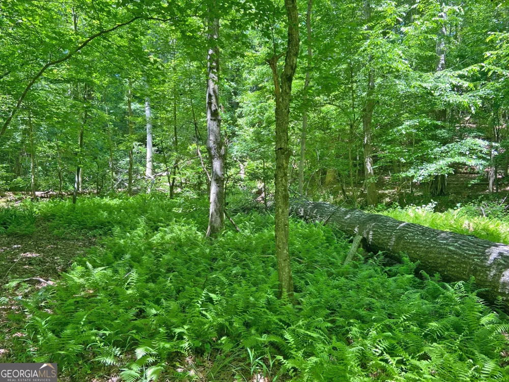 0 Hickory Nut TRL Dahlonega, GA 30533