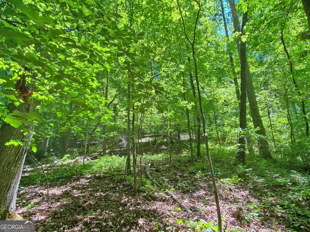 0 Hickory Nut TRL Dahlonega, GA 30533