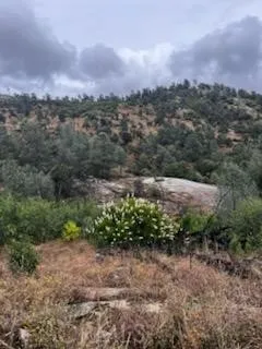 3631 Guadalupe Creek Mariposa, CA 95338