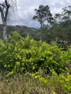 3631 Guadalupe Creek Mariposa, CA 95338