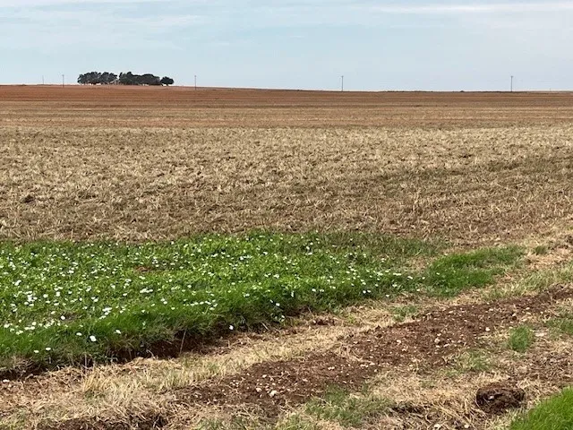Fm 611 W Rotan, TX 79546
