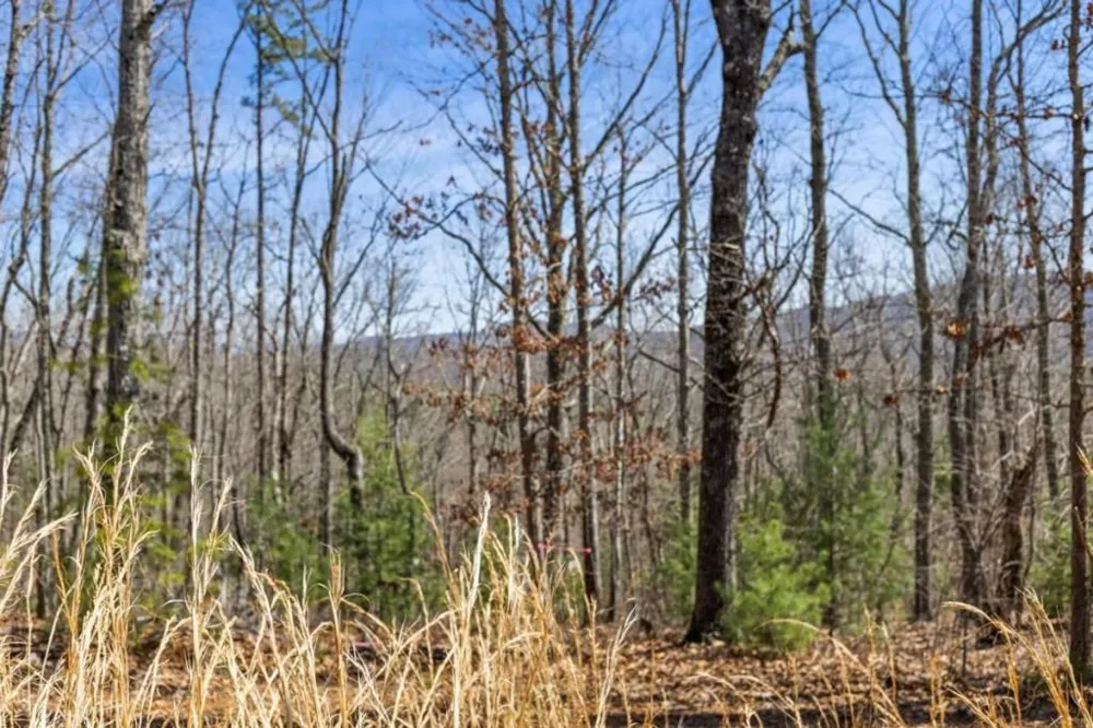 40A Synacia Road Mineral Bluff, GA 30559